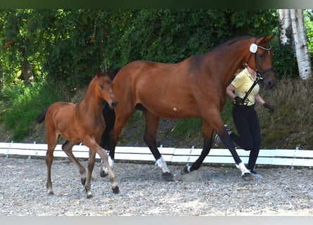 Hannoveraner, Stute, Fohlen (05/2024), 16,2 hh, Brauner