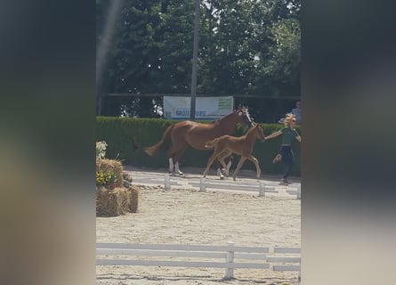 Hanoverian, Mare, , 16.2 hh, Chestnut