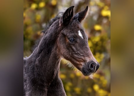 Hanoverian, Mare, Foal (03/2026), 16.2 hh