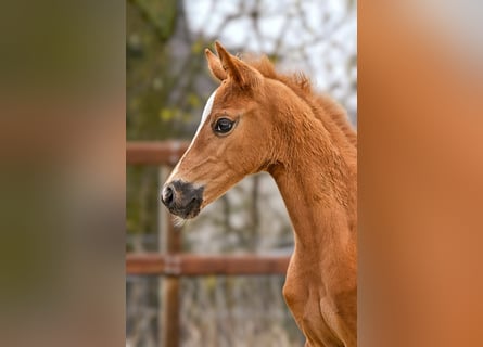 Hanoverian, Mare, Foal (03/2026), 16.2 hh