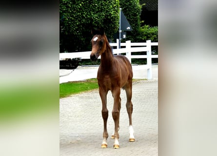 Hanoverian, Mare, Foal (05/2024), 16,2 hh