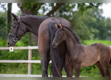 Hanoverian, Mare, Foal (05/2026), 16.2 hh