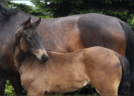 Hanoverian, Mare, Foal (04/2024), 16.2 hh