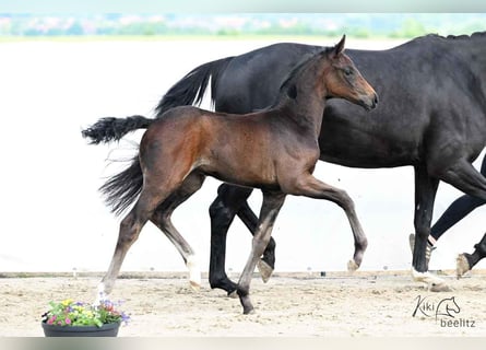 Hanoverian, Mare, Foal (04/2025), 16.2 hh, Smoky-Black
