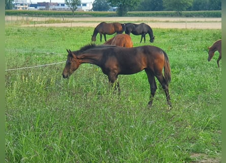 Hanoverian, Mare, Foal (03/2023), 16.2 hh, Smoky-Black