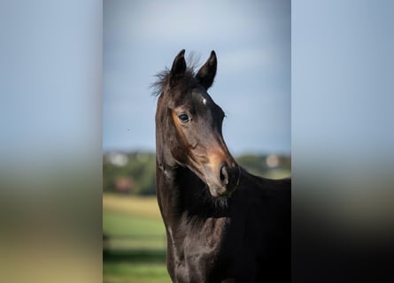 Hanoverian, Mare, Foal (06/2026), 16.3 hh, Black