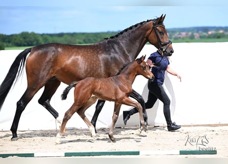 Hanoverian, Mare, Foal (05/2026), 16.3 hh, Brown