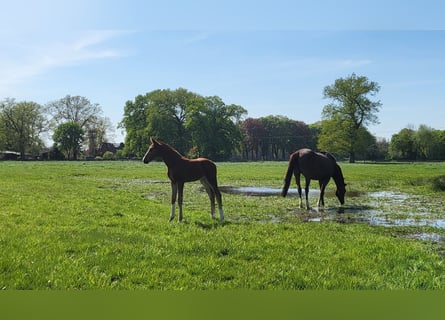 Hanoverian, Mare, Foal (03/2024), 16,3 hh, Chestnut-Red