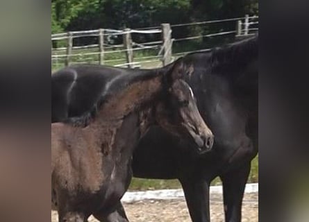 Hanoverian, Mare, , 16,3 hh, Smoky-Black