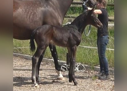 Hanoverian, Mare, Foal (05/2024), 16.3 hh, Smoky-Black