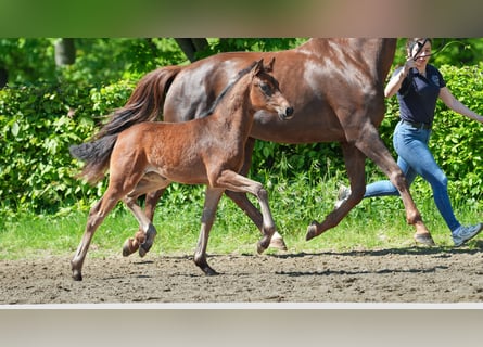 Hanoverian, Mare, , 16 hh, Brown