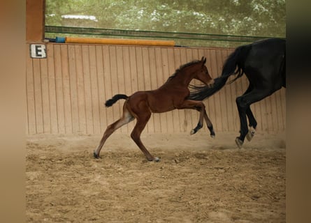 Hanoverian, Mare, , 16 hh, Brown