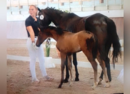 Hanoverian, Mare, Foal (01/2024), 16 hh, Brown