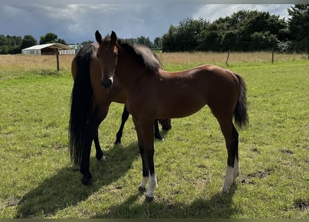 Hanoverian, Mare, Foal (03/2024), 16 hh, Brown