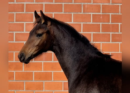 Hanoverian, Mare, Foal (05/2025), 16,1 hh, Bay-Dark