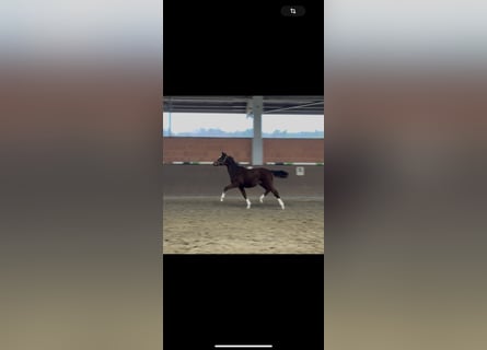 Hanoverian, Mare, Foal (04/2025), 16,1 hh, Brown