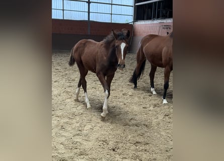 Hanoverian, Mare, Foal (04/2025), 16,1 hh, Brown