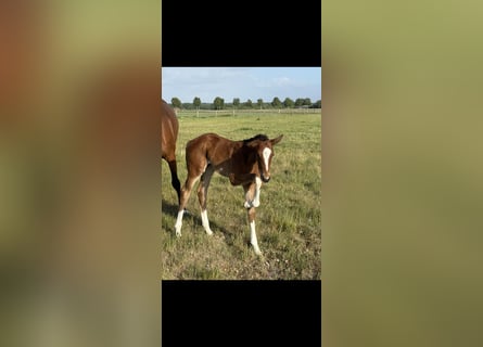 Hanoverian, Mare, Foal (04/2025), 16,1 hh, Brown