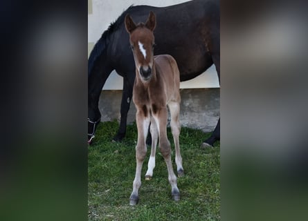 Hanoverian, Mare, Foal (04/2026), 16,1 hh, Brown