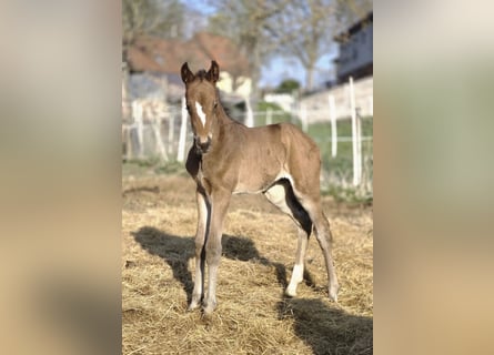 Hanoverian, Mare, Foal (04/2026), 16,1 hh, Brown