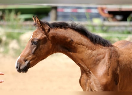 Hanoverian, Mare, Foal (05/2025), 16,1 hh, Brown