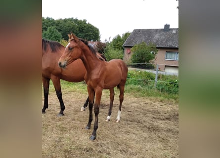 Hanoverian, Mare, Foal (04/2025), 16,1 hh, Brown
