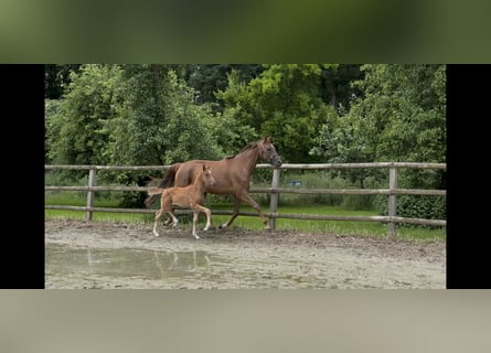 Hanoverian, Mare, , 16,1 hh, Chestnut-Red