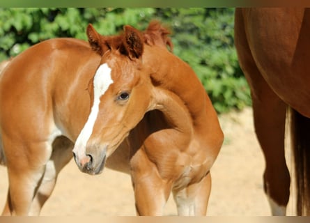 Hanoverian, Mare, , 16,1 hh, Chestnut-Red