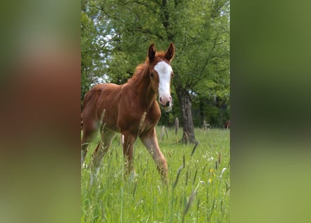 Hanoverian, Mare, , 16,1 hh, Chestnut-Red