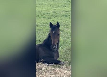 Hanoverian, Mare, Foal (04/2025), 16,2 hh, Bay-Dark