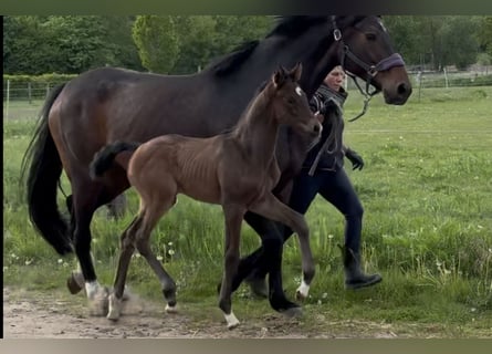 Hanoverian, Mare, Foal (04/2025), 16,2 hh, Bay-Dark