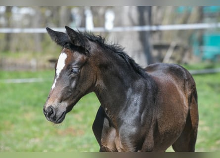 Hanoverian, Mare, Foal (03/2026), 16,2 hh, Bay-Dark