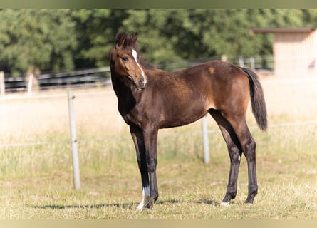Hanoverian, Mare, , 16,2 hh, Bay-Dark