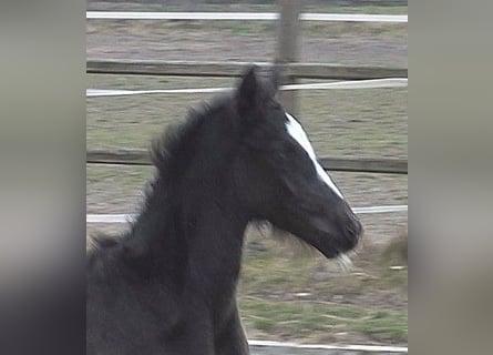 Hanoverian, Mare, , 16,2 hh, Black