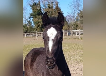 Hanoverian, Mare, , 16,2 hh, Black