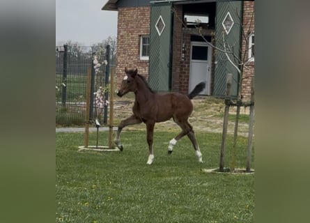 Hanoverian, Mare, , 16,2 hh, Brown