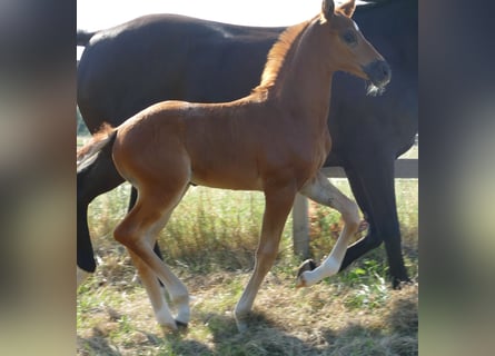 Hanoverian, Mare, , 16,2 hh, Chestnut
