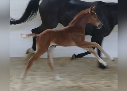 Hanoverian, Mare, , 16,2 hh, Chestnut