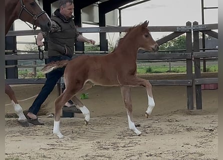 Hanoverian, Mare, , 16,2 hh, Chestnut