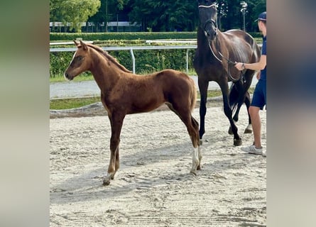 Hanoverian, Mare, Foal (06/2025), 16,2 hh, Chestnut