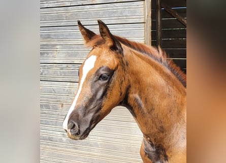 Hanoverian, Mare, Foal (05/2025), 16,2 hh, Chestnut
