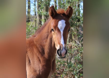 Hanoverian, Mare, , 16,2 hh, Chestnut-Red