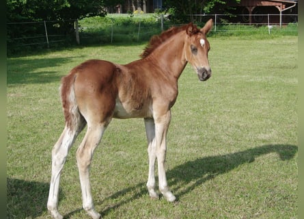 Hanoverian, Mare, , 16,2 hh, Chestnut-Red