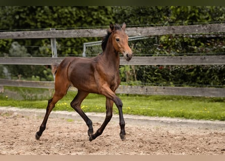 Hanoverian, Mare, Foal (04/2025), 16,2 hh