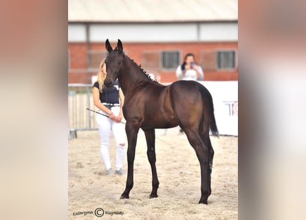 Hanoverian, Mare, Foal (05/2025), 16,2 hh, Smoky-Black