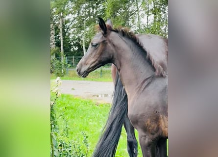 Hanoverian, Mare, Foal (04/2025), 16,2 hh, Smoky-Black