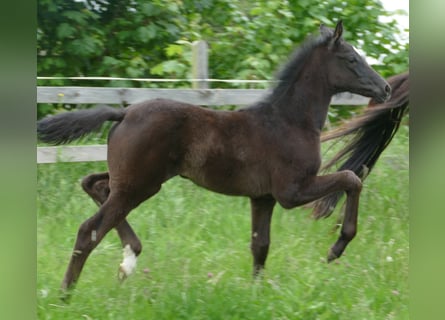 Hanoverian, Mare, , 16,3 hh, Black