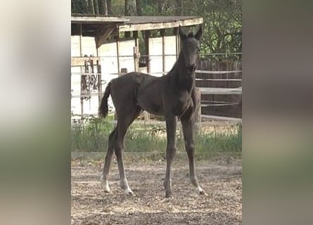 Hanoverian, Mare, Foal (04/2025), 16,3 hh, Black