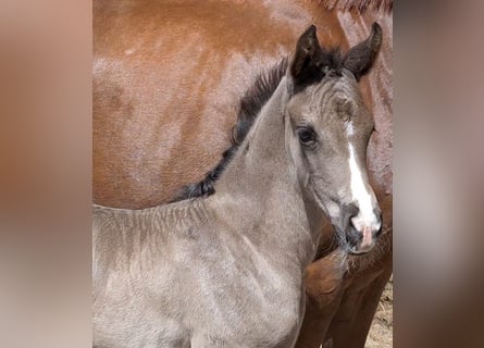 Hanoverian, Mare, , 16,3 hh, Black
