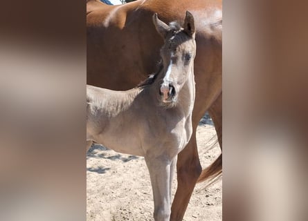 Hanoverian, Mare, , 16,3 hh, Black